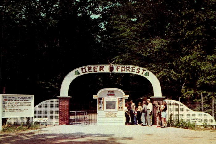 Deer Forest - Old Photo